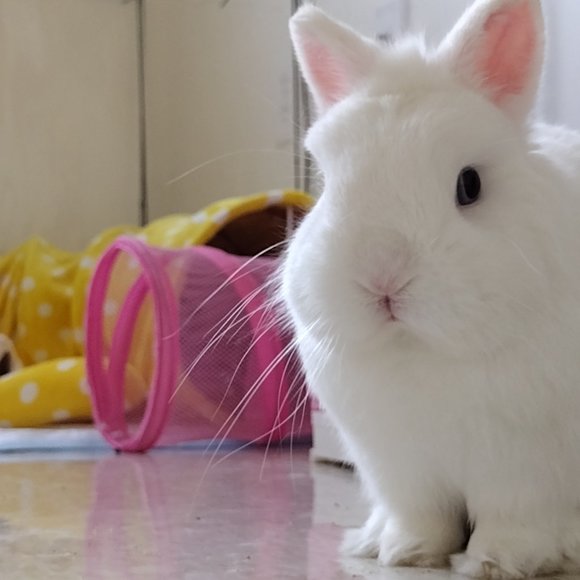 No theme Share Show - Picture 6 of 6